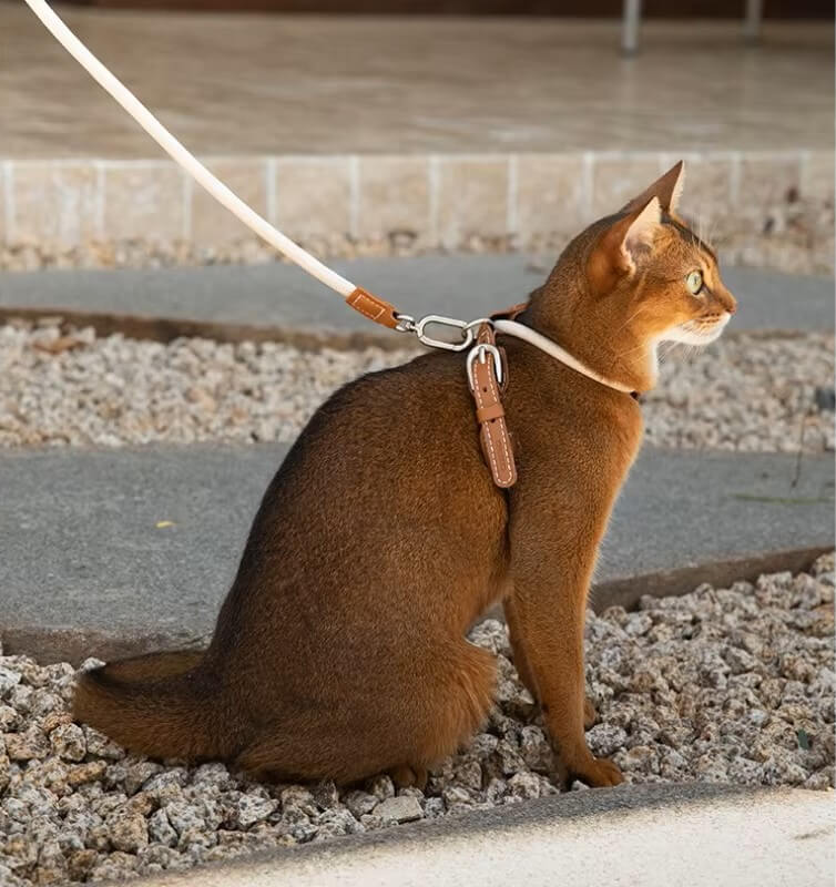 Chat portant un harnais anti-fugue coloris marron lait lors d'une promenade en extérieur