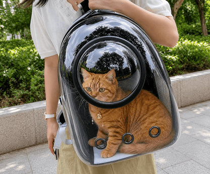 Chat roux allongé dans le sac à dos bulle transparent porté sur le dos, lors d'une promenade en extérieur