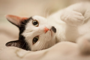 Minou