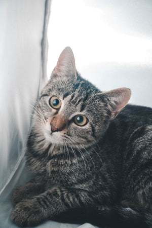 Nala