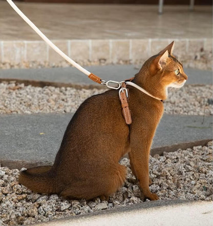 Chat portant un harnais anti-fugue coloris marron lait lors d'une promenade en extérieur