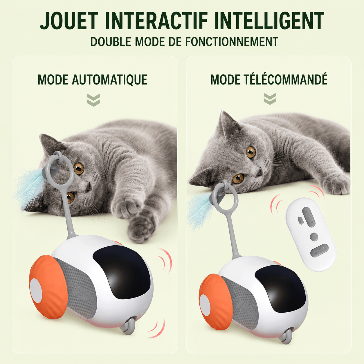 Chat gris jouant avec la voiture interactive en mode automatique puis en mode télécommandé
